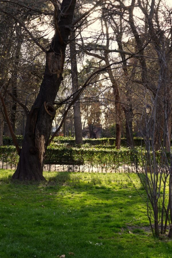 A sunset in Retiro Park